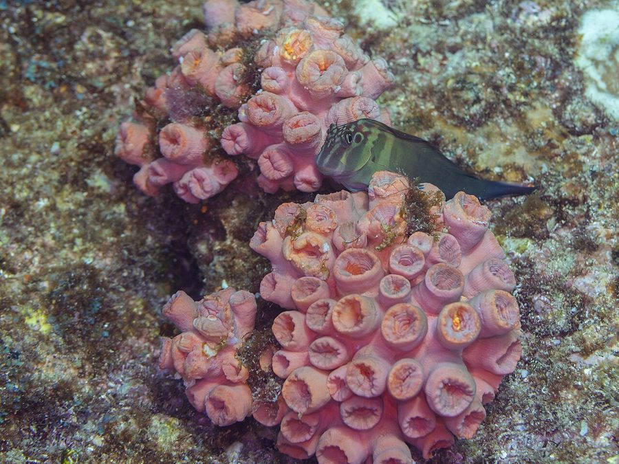Panamic Fanged Blenny (Ophioblennius steindachneri), a reef fish you can see snorkeling near Jacó, Costa Rica
