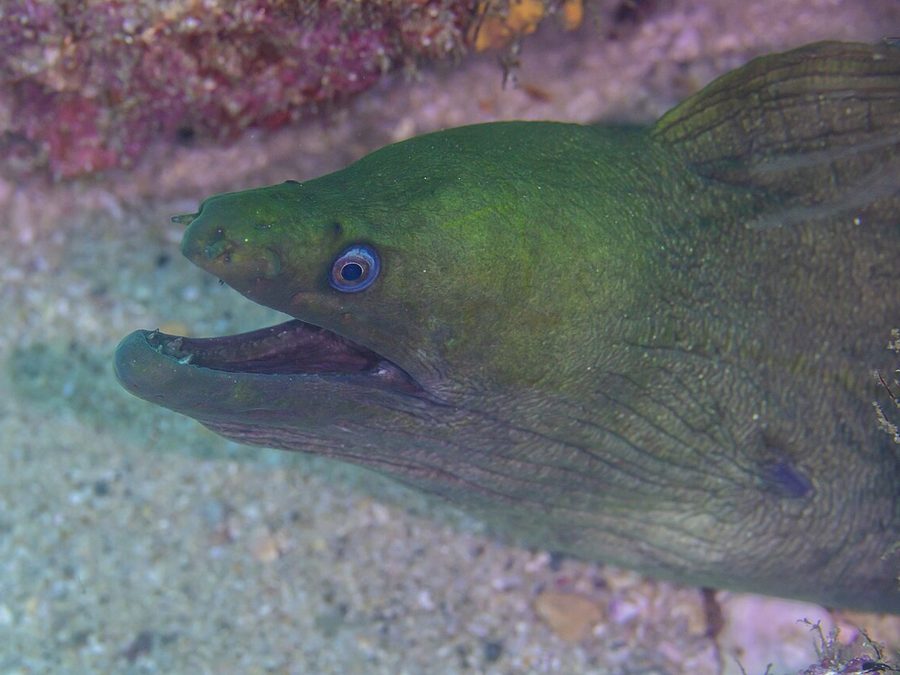 Panamic Green Moray (Gymnothorax castaneus), a reef fish you can see snorkeling near Jacó, Costa Rica