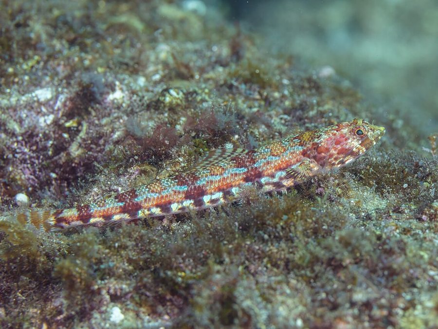 Panamic Lizardfish (Synodus lacertinus), a reef fish you can see snorkeling near Jacó, Costa Rica