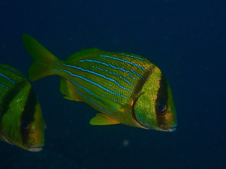 Panamic Porkfish (Anisotremus taeniatus), a reef fish you can see snorkeling near Jacó, Costa Rica