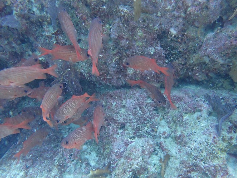Panamic Soldierfish (Myripristis leiognathus), a reef fish you can see snorkeling near Jacó, Costa Rica