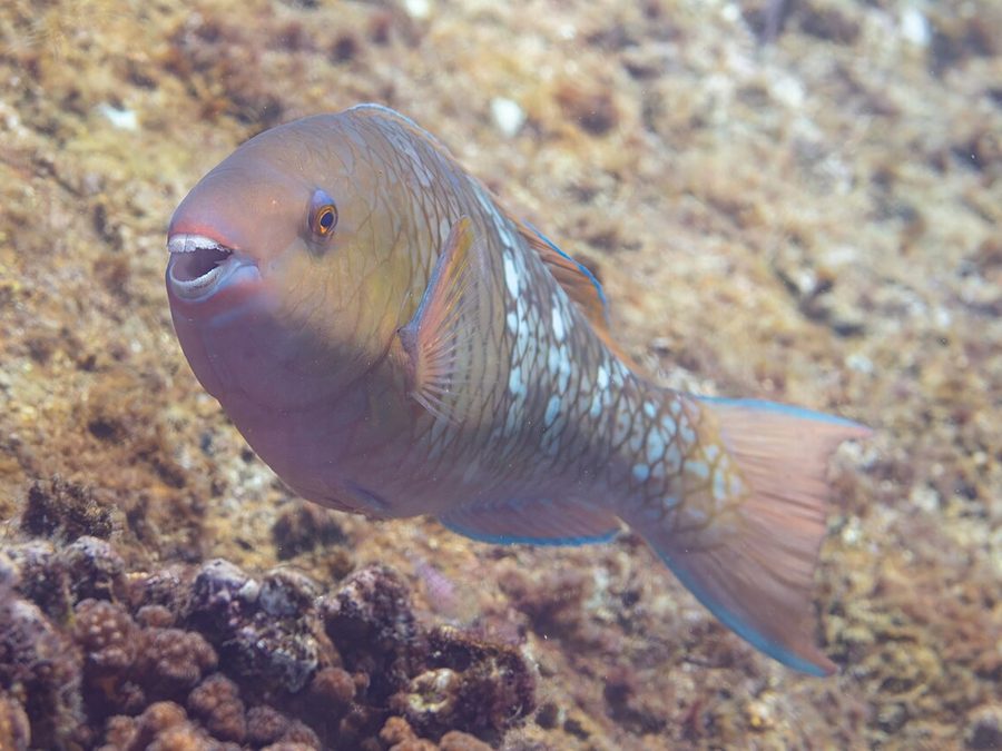 Parrotfish grazing the reef near Jacó, Costa Rica