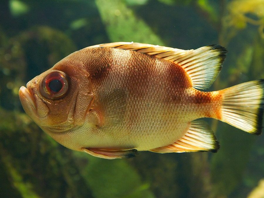 Popeye Catalufa (Pristigenys serrula), a reef fish you can see snorkeling near Jacó, Costa Rica