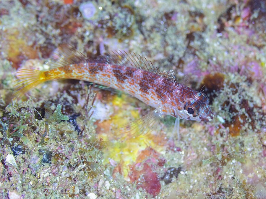 Redlight Goby (Coryphopterus urospilus), a reef fish you can see snorkeling near Jacó, Costa Rica