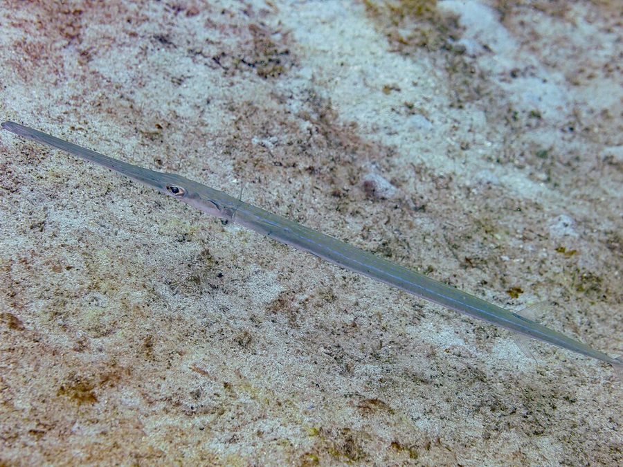 Reef Cornetfish (Fistularia commersonii), a reef fish you can see snorkeling near Jacó, Costa Rica