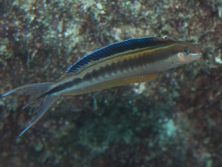 Sabertooth Blenny (Plagiotremus azaleus), a reef fish you can see snorkeling near Jacó, Costa Rica