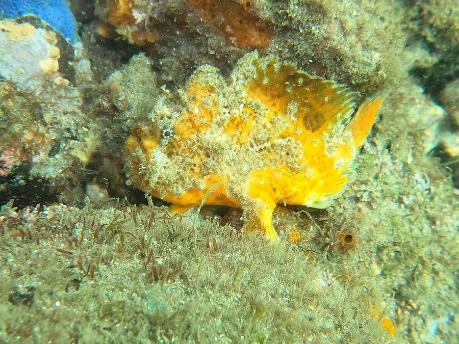 Sanguine Frogfish (Antennarius sanguineus), a reef fish you can see snorkeling near Jacó, Costa Rica