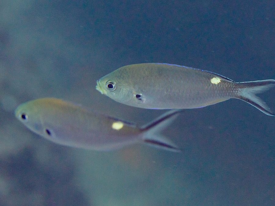 Scissortail chromis, Azurina atrilobata