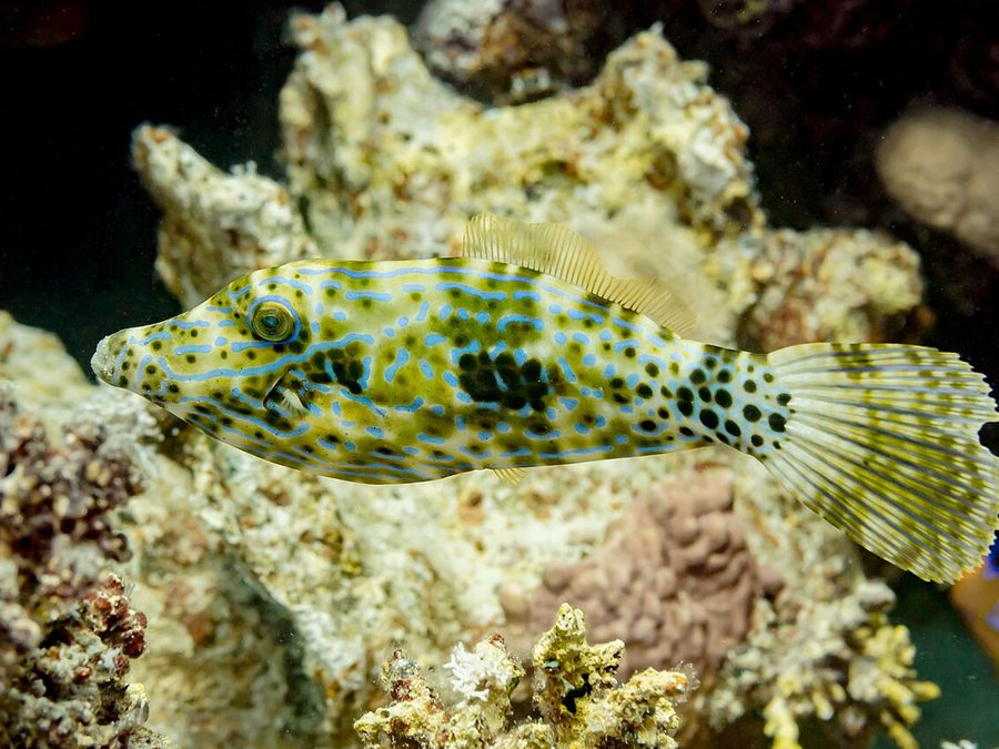 Scrawled Filefish (Aluterus scriptus), a reef fish you can see snorkeling near Jacó, Costa Rica