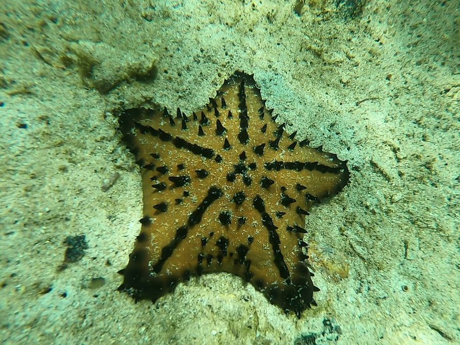 Chocolate-chip sea star (Nidorellia armata) on the sandy bottom, a Pacific Costa Rica species seen snorkeling near Jaco