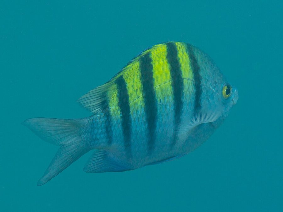 Pacific sergeant major fish with yellow and black stripes, common in the shallows at Playa Mantas near Jaco