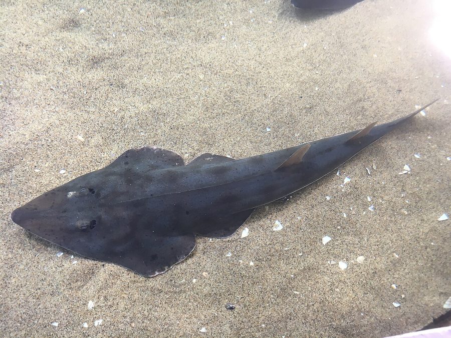 Shovelnose Guitarfish (Pseudobatos productus), a reef fish you can see snorkeling near Jacó, Costa Rica
