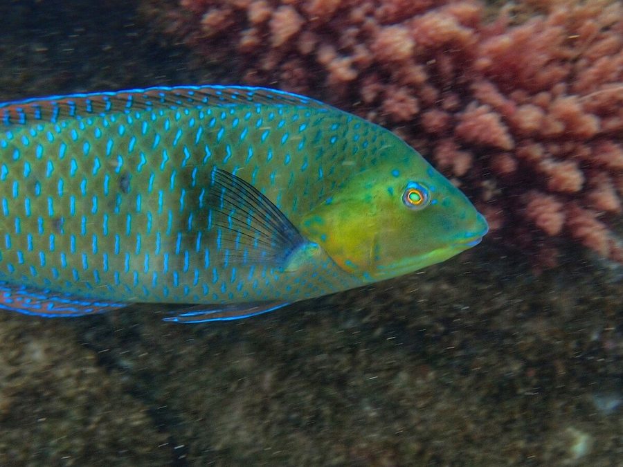 Spinster wrasse, Halichoeres nicholsi