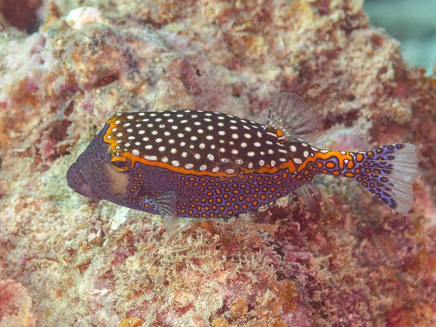 Spotted Boxfish (Ostracion meleagris), a reef fish you can see snorkeling near Jacó, Costa Rica