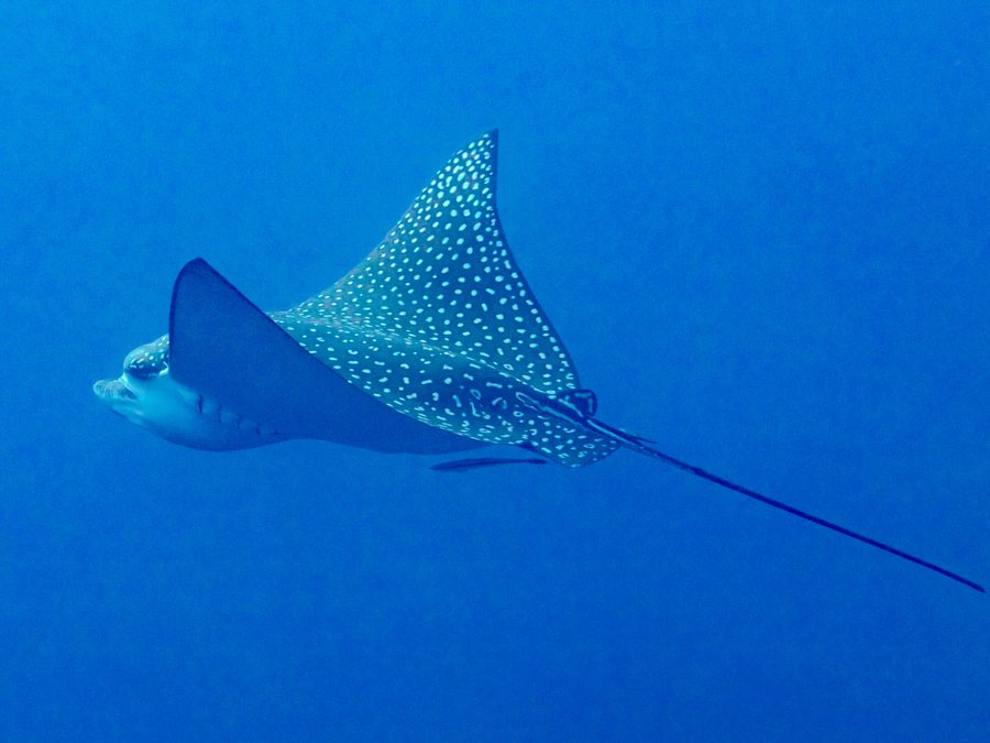 Spotted Eagle Ray (Aetobatus laticeps), a reef fish you can see snorkeling near Jacó, Costa Rica