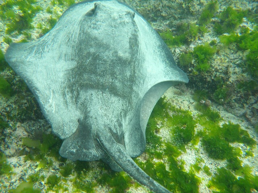 Diamond stingray gliding over the sandy sea floor, an Eastern Pacific ray seen snorkeling near Jaco, Costa Rica
