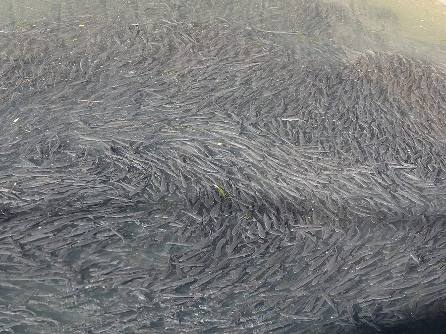 Striped mullet, Mugil cephalus