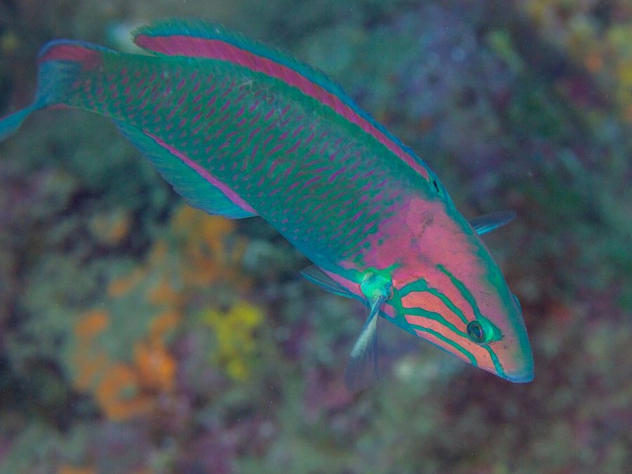 Sunset wrasse, Thalassoma grammaticum