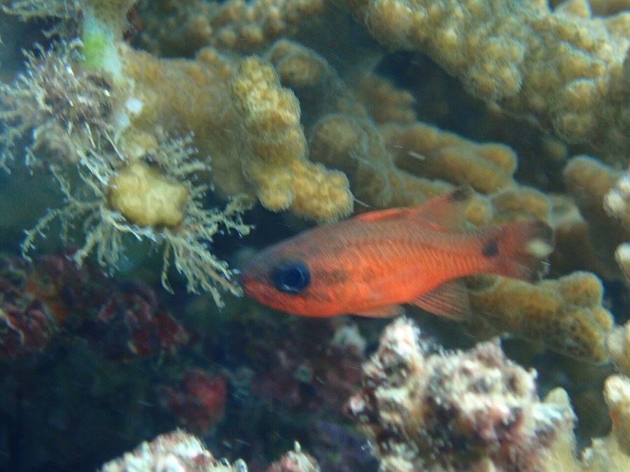 Tailspot Cardinalfish (Apogon dovii), a reef fish you can see snorkeling near Jacó, Costa Rica