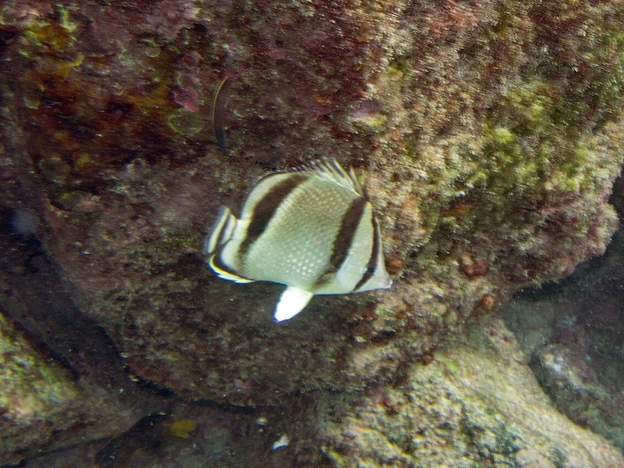 Threebanded butterflyfish, Chaetodon humeralis, Eastern Pacific