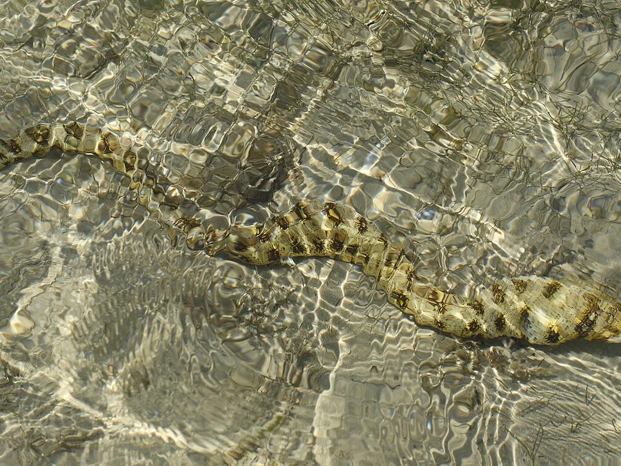 Tiger Snake Moray (Scuticaria tigrina), a reef fish you can see snorkeling near Jacó, Costa Rica