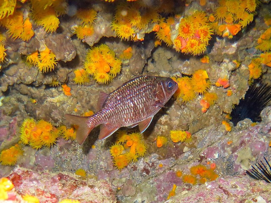 Tinsel Squirrelfish (Sargocentron suborbitale), a reef fish you can see snorkeling near Jacó, Costa Rica