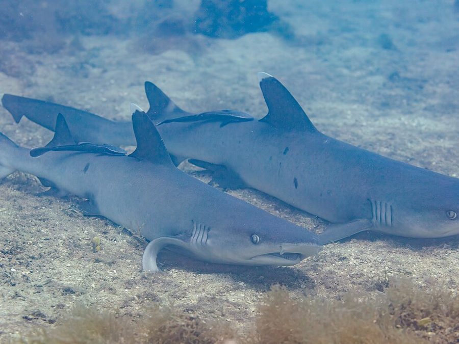 Whitetip Reef Shark (Triaenodon obesus), a reef fish you can see snorkeling near Jacó, Costa Rica