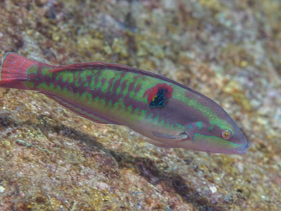 Wounded wrasse, Halichoeres chierchiae