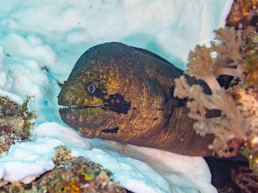 Yellow-Edged Moray (Gymnothorax flavimarginatus), a reef fish you can see snorkeling near Jacó, Costa Rica
