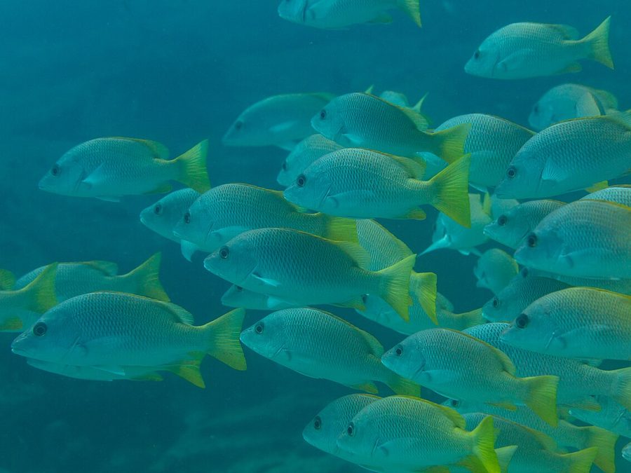 Yellow Snapper (Lutjanus argentiventris), a reef fish you can see snorkeling near Jacó, Costa Rica