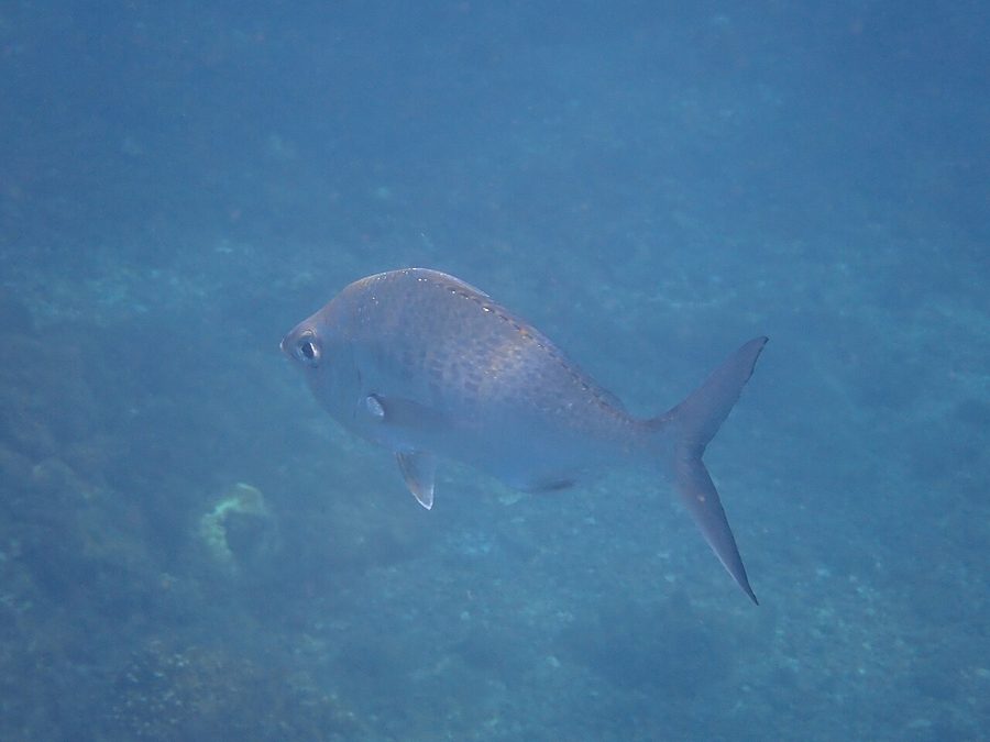 Yellowfin mojarra, Gerres cinereus
