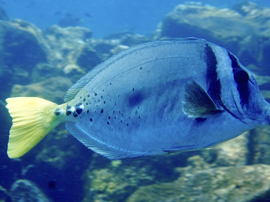 Yellowtail surgeonfish, Prionurus punctatus