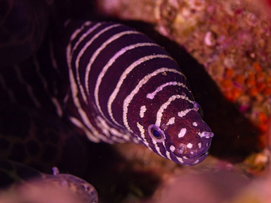 Zebra Moray (Gymnomuraena zebra), a reef fish you can see snorkeling near Jacó, Costa Rica
