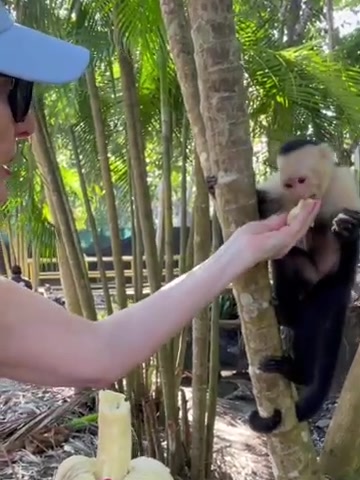 A capuchin monkey visiting guests at the Playa Mantas cove — Jaco Costa Rica best snorkeling