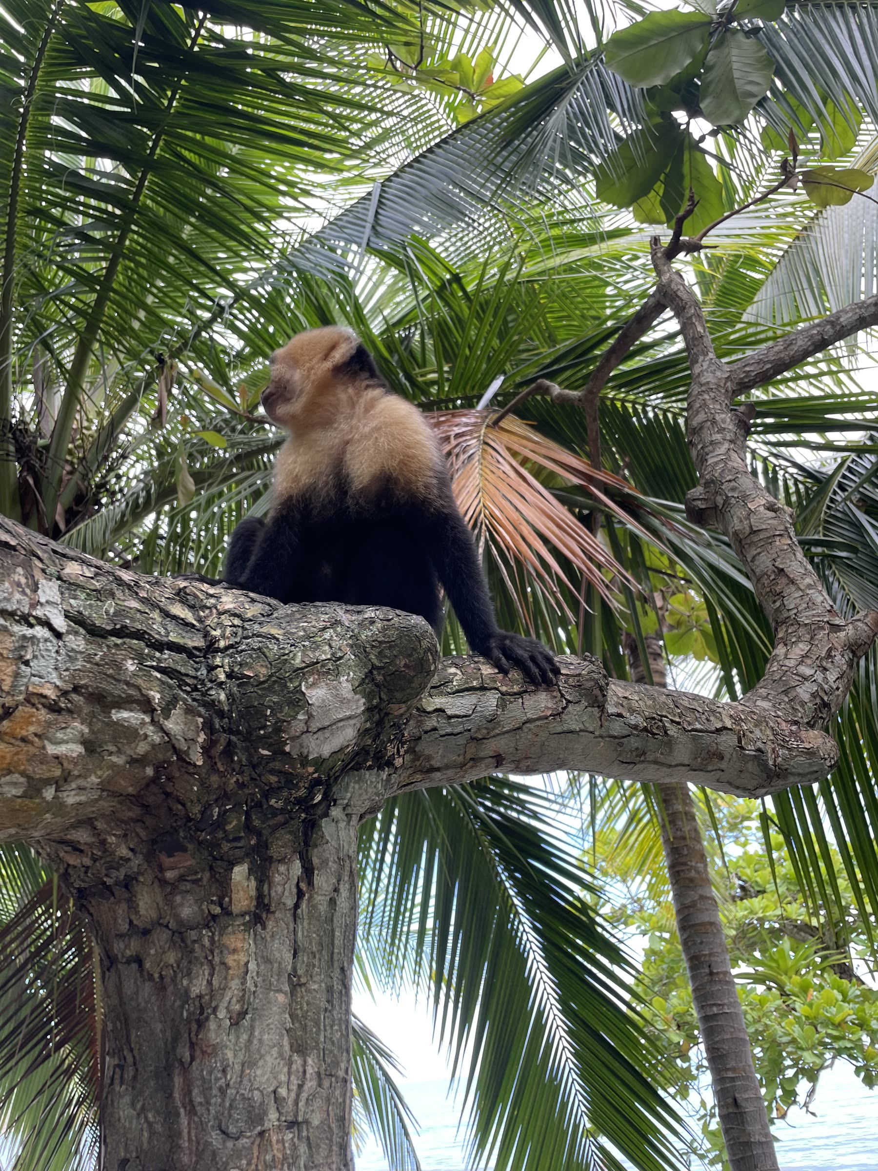 A white-faced capuchin monkey in the trees at Playa Mantas — top snorkel tour Jaco beach