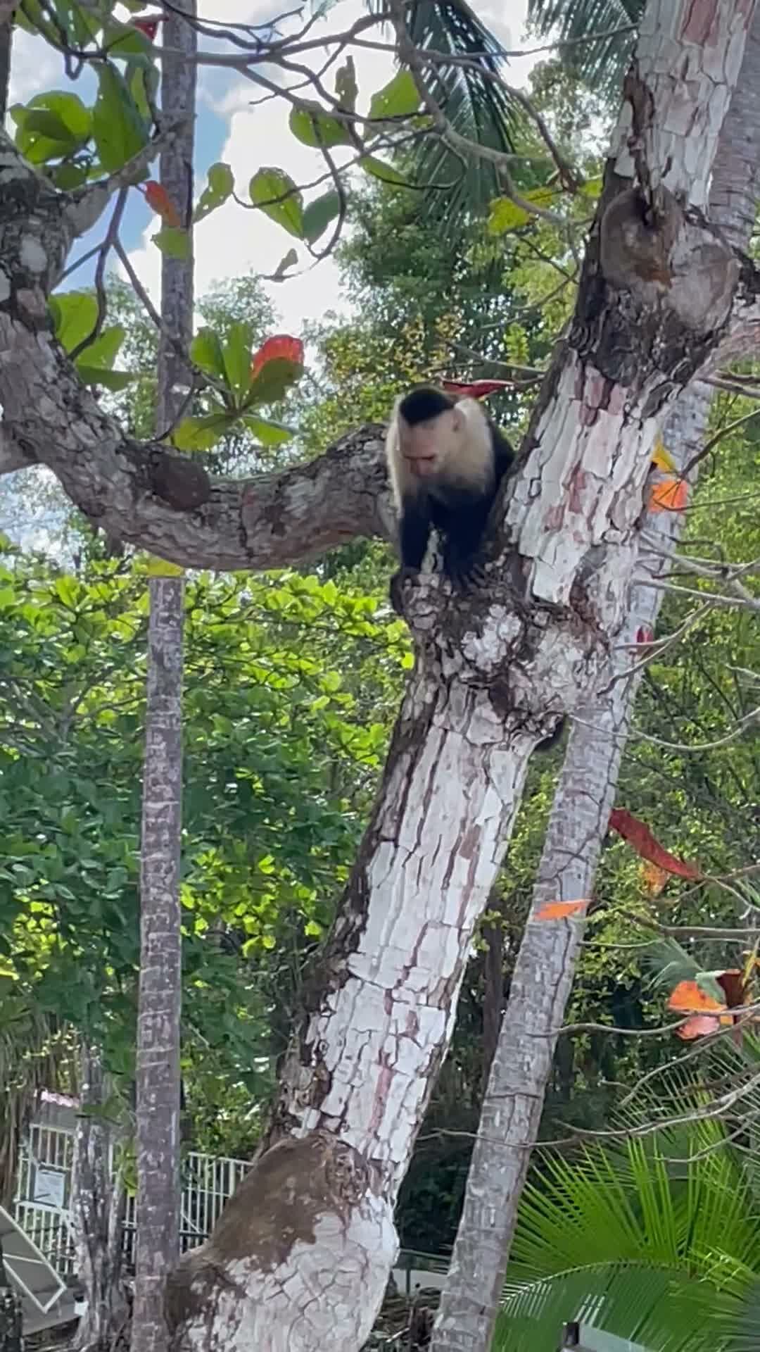 A white-faced capuchin monkey on a tree trunk at Playa Mantas after a top snorkel tour Jaco beach