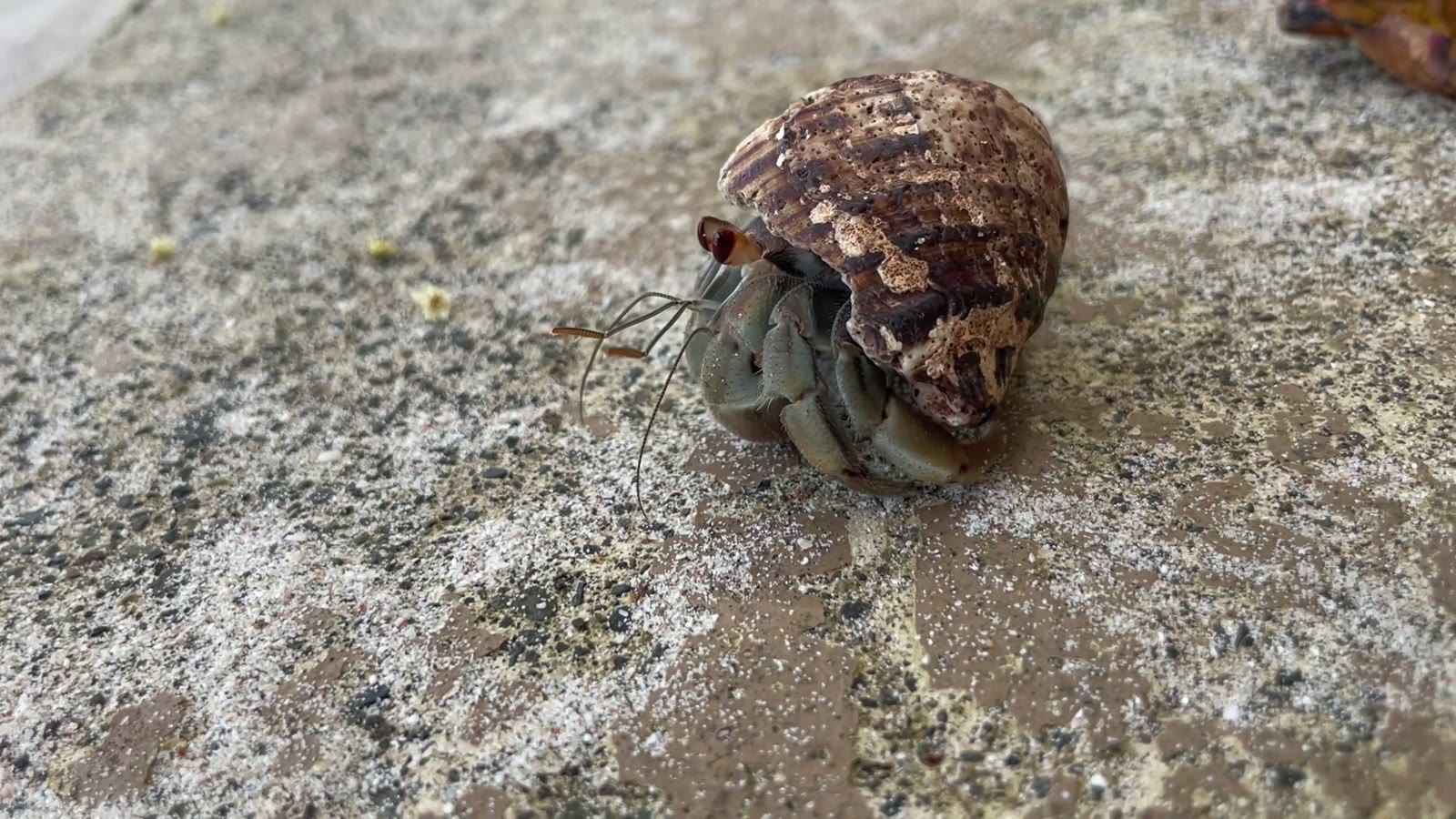 A hermit crab on the sand at Playa Mantas on a best snorkel tour Jaco beach day
