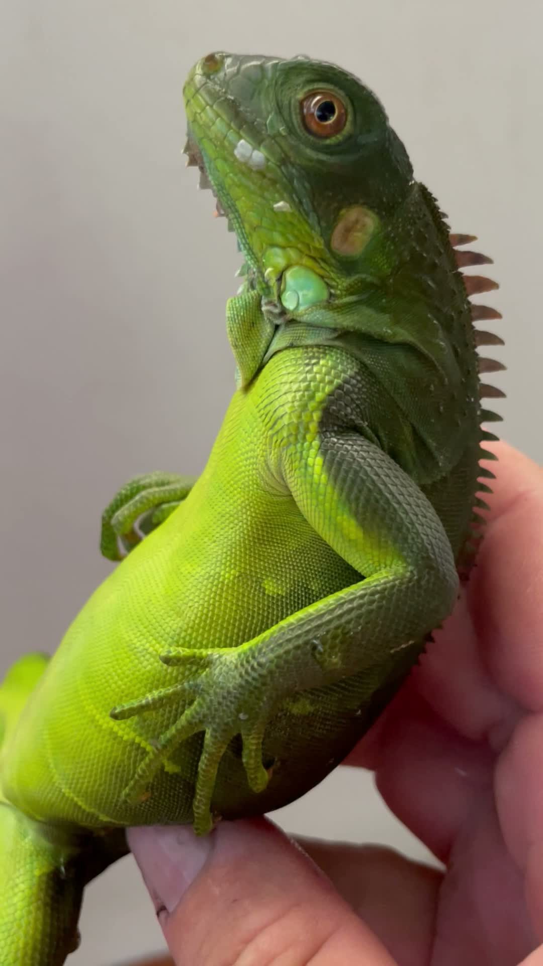 A bright green iguana held up close at Playa Mantas on a best snorkel tour Jaco beach day