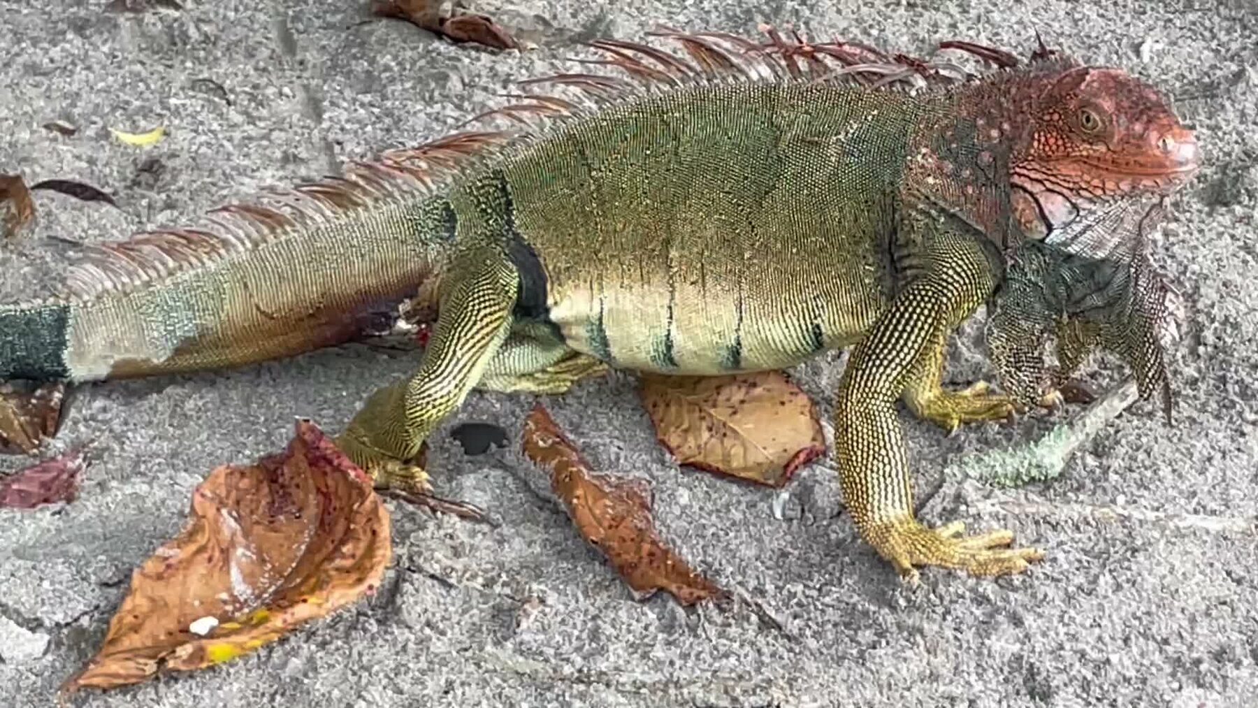 A large wild iguana walking across the sand at Playa Mantas — top snorkel tour Jaco beach
