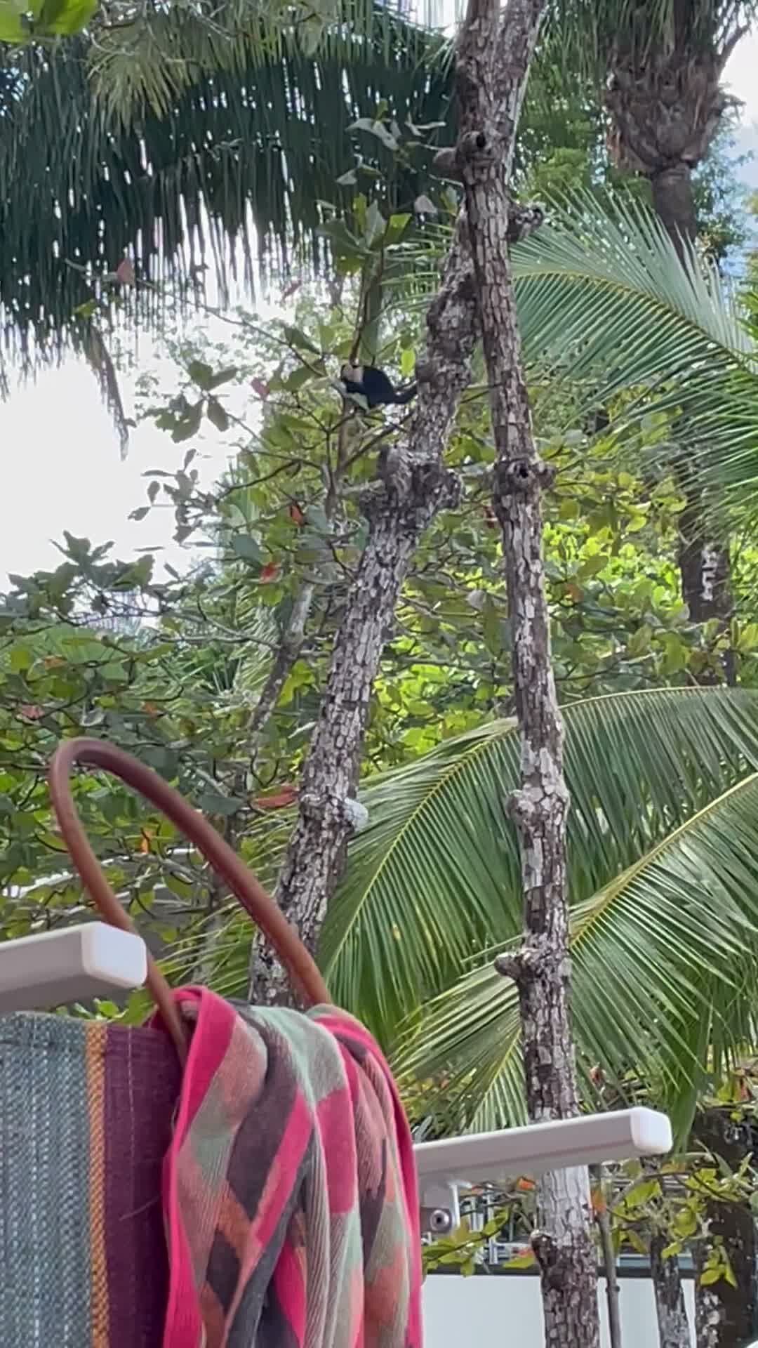 A white-faced capuchin monkey up in the palm trees at Playa Mantas after a top snorkel tour Jaco beach
