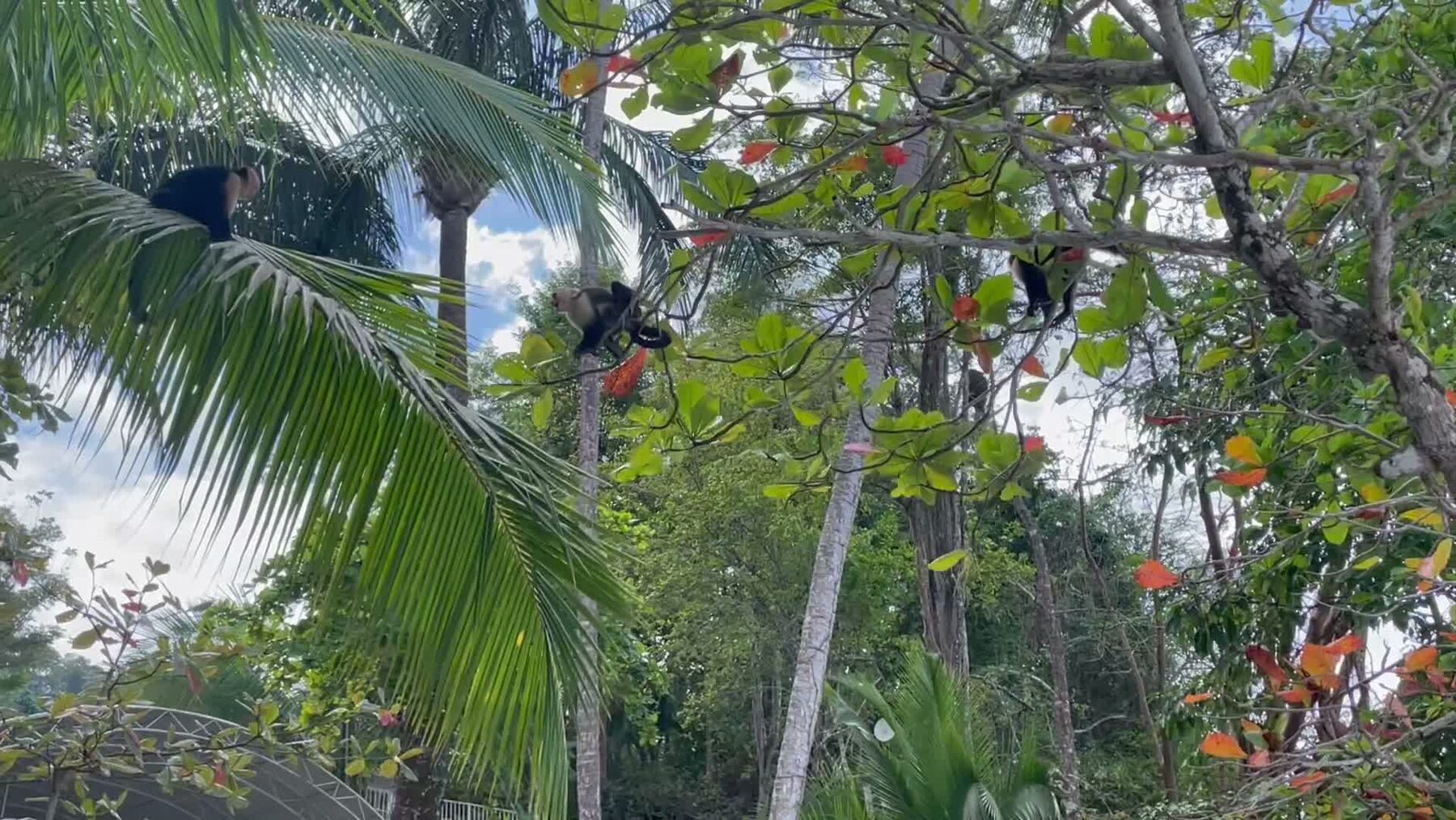 White-faced capuchin monkeys in the palm trees over Playa Mantas on a best snorkel tour Jaco beach day