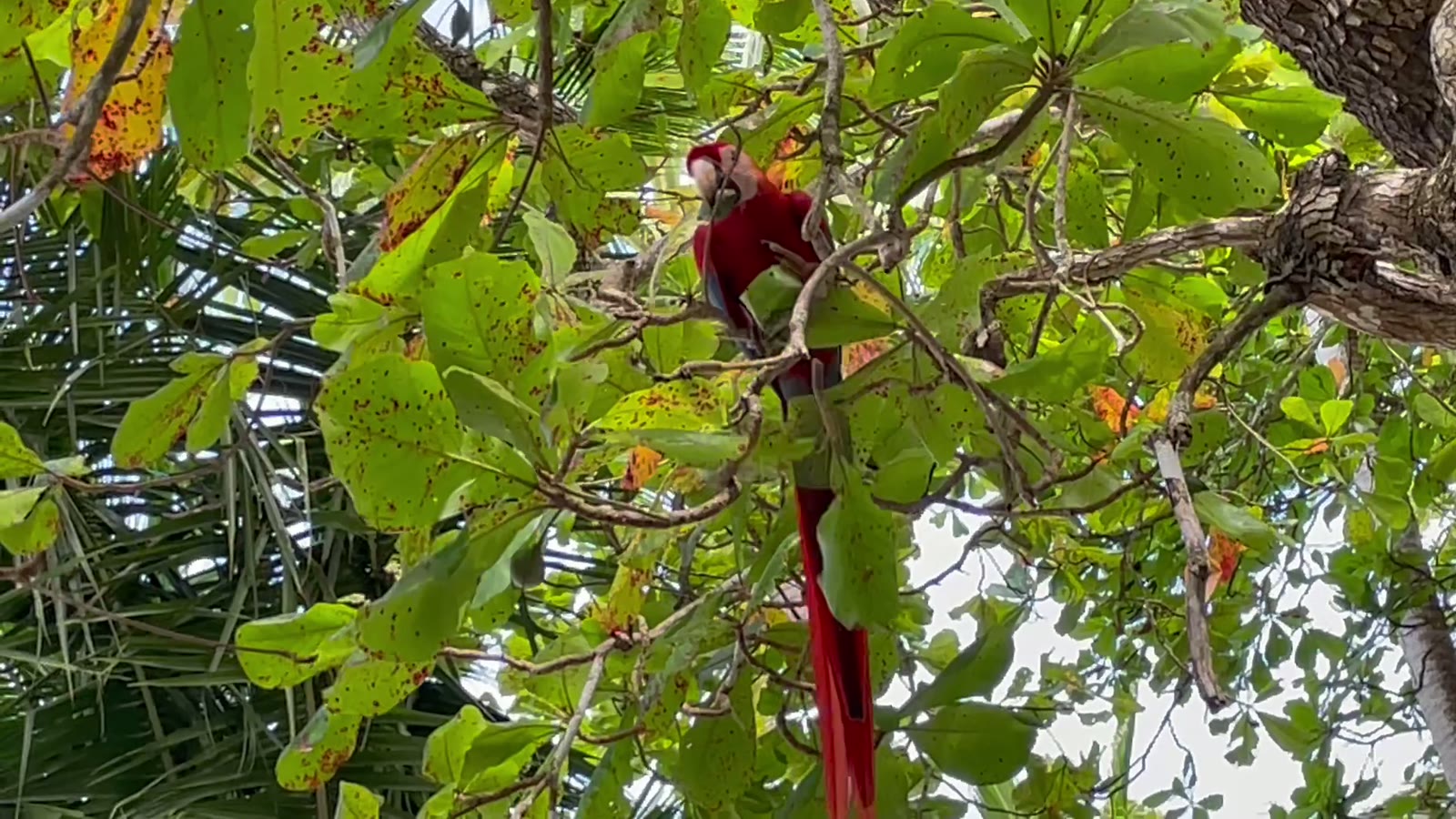 A wild scarlet macaw in the trees at Playa Mantas on a best snorkel tour Jaco beach day