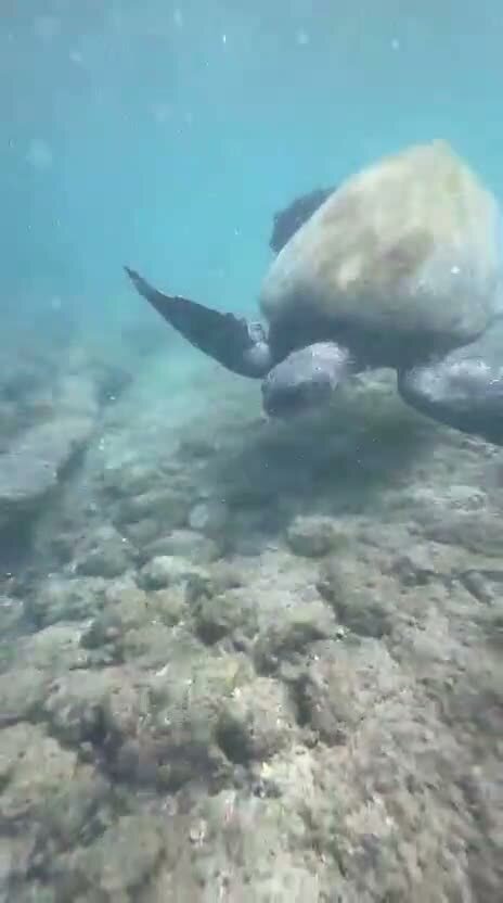 A sea turtle swimming over the reef underwater at Playa Mantas on a best snorkel tour Jaco beach day