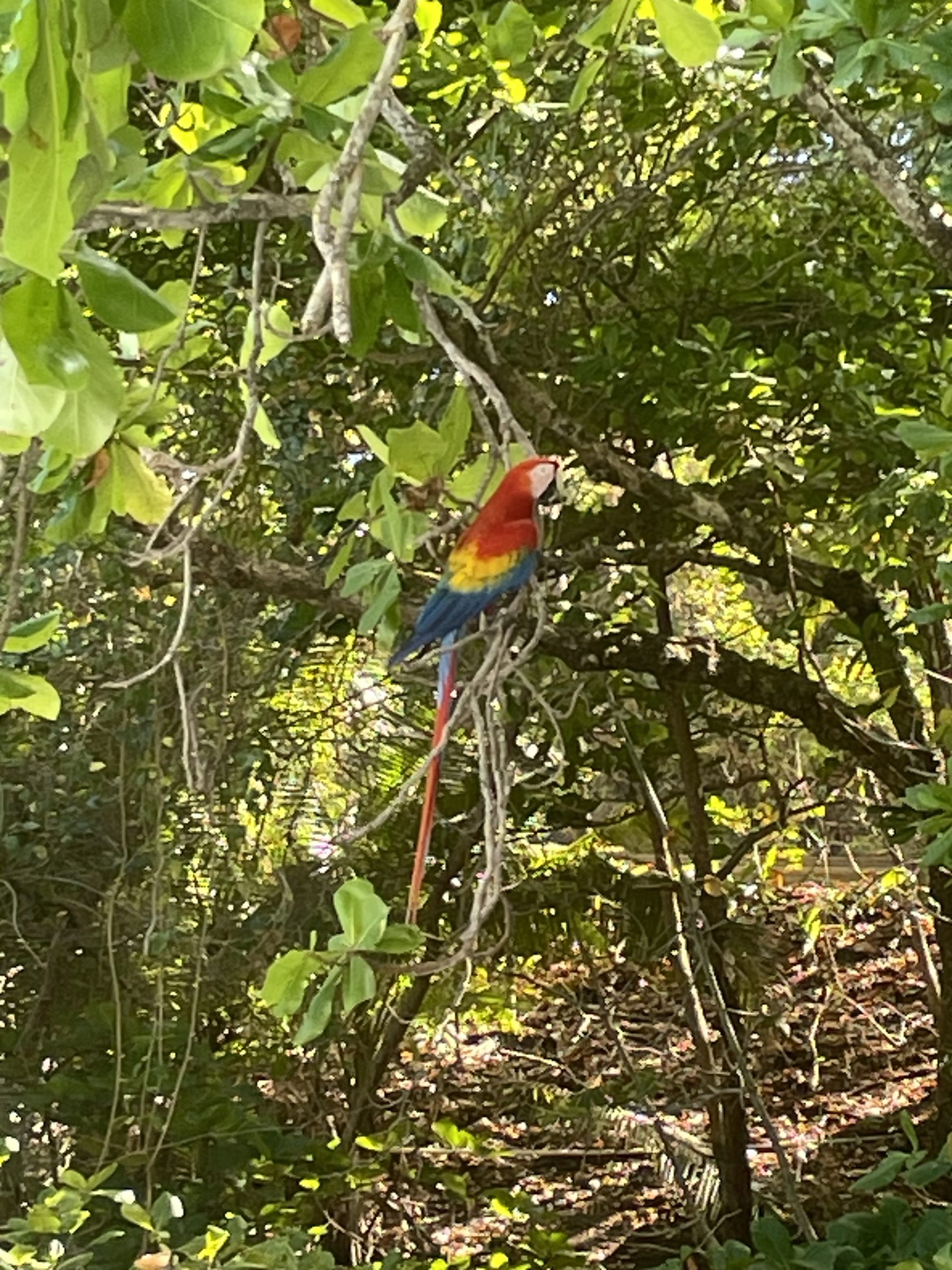 Scarlet macaw near Jacó, Costa Rica — things to do beyond the snorkel tour Jacó